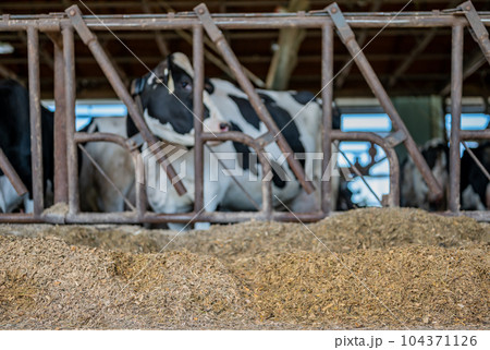 Row of silage in a dairy barn with stanchions. for cattle to eat through.  104371126
