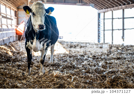 Deep-litter bedding in a bred heifer dairy pole barn.  104371127
