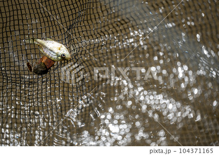 Small fry bait fish caught in a net above turbid water. Small fry bait fish caught in a net above turbid water. 104371165