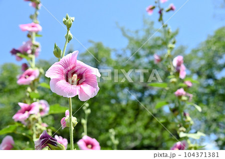タチアオイ 104371381