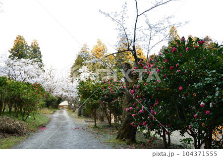 加茂山公園の桜（新潟県） 104371555