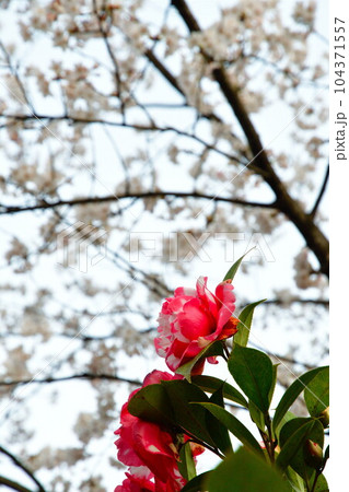 加茂山公園の桜とサザンカ(新潟県) 加茂山公園の桜とサザンカ(新潟県) 104371557