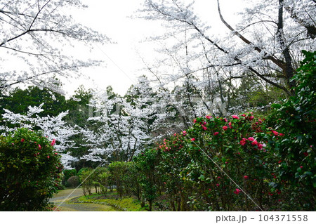 加茂山公園の桜（新潟県） 104371558