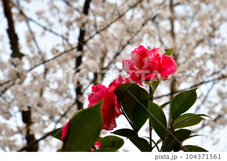 加茂山公園の桜とサザンカ(新潟県) 加茂山公園の桜とサザンカ(新潟県) 104371561
