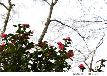 加茂山公園の桜(新潟県) 加茂山公園の桜(新潟県) 104371562