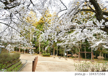 加茂山公園の桜(新潟県) 加茂山公園の桜(新潟県) 104371568