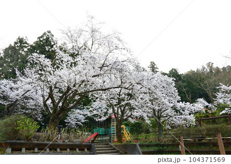 加茂山公園の桜(新潟県) 加茂山公園の桜(新潟県) 104371569