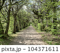 鮮やかな緑色の並木の間に続く通り道 104371611