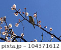 梅の木で休憩するメジロ 104371612
