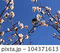 梅の木にとまるメジロ 104371613