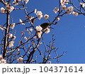 梅の木にとまるメジロ 104371614