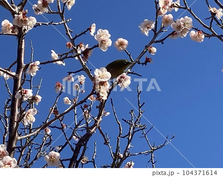 梅の木にとまるメジロ 104371614