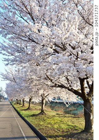 井栗の桜並木(新潟県) 井栗の桜並木(新潟県) 104371737