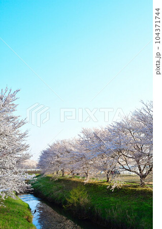 井栗の桜並木(新潟県) 井栗の桜並木(新潟県) 104371744