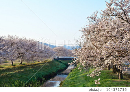 井栗の桜並木(新潟県) 井栗の桜並木(新潟県) 104371756