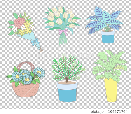 ブルーミング 開花 咲く 104371764