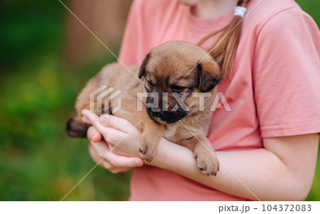 A little girl holding a little puppy in her arms. Pet. Fluffy friend. High quality photo A little girl holding a little puppy in her arms. Pet. Fluffy friend. High quality photo 104372083