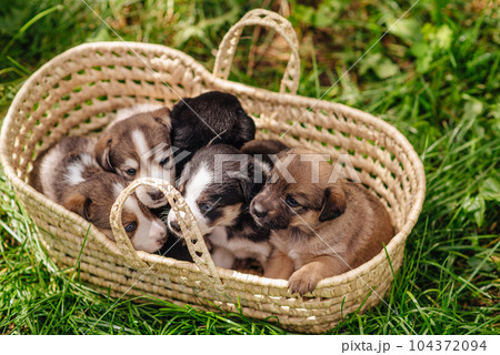 A purebred puppy. Cute little puppies in a basket. High quality photo 104372094