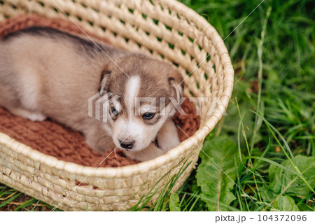 Little puppies in a basket in an outdoor summer garden. High quality photo Little puppies in a basket in an outdoor summer garden. High quality photo 104372096