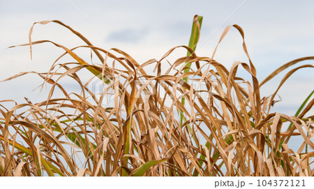 Isolated brown dried grass bushes with clipping paths on white background Isolated brown dried grass bushes with clipping paths on white background 104372121