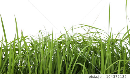 Isolated green grass bushes with clipping paths on white background copy space Isolated green grass bushes with clipping paths on white background copy space 104372123