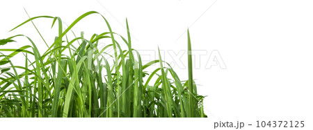 Isolated green grass bushes with clipping paths on white background copy space Isolated green grass bushes with clipping paths on white background copy space 104372125