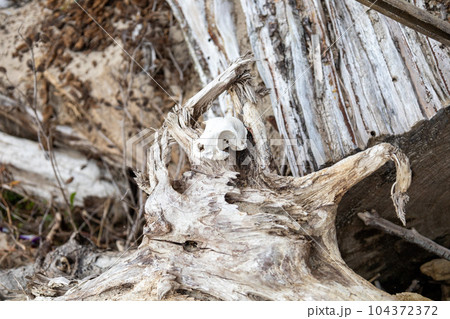 海岸で遭遇した流木と骨 104372372