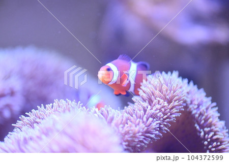 カクレクマノミとイソギンチャク 104372599