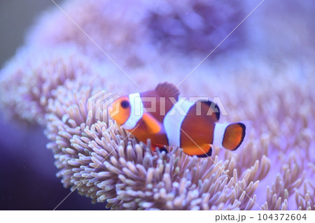 カクレクマノミとイソギンチャク カクレクマノミとイソギンチャク 104372604