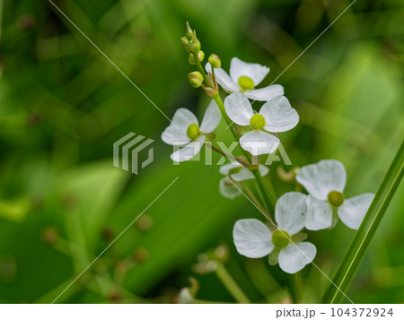 抽水植物 オモダカ科ヘラオモダカの花 抽水植物 オモダカ科ヘラオモダカの花 104372924