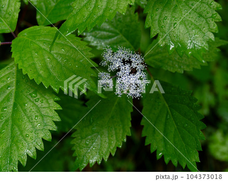 装飾花のないアジサイ科コアジサイの開花 装飾花のないアジサイ科コアジサイの開花 104373018