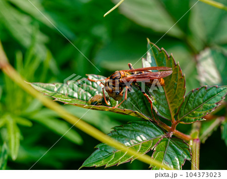 イモムシを捕食するキボシアシナガバチ 104373023