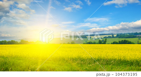 A field with blooming rapeseed and a sun against a blue sky. Wide photo. 104373195