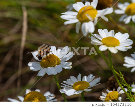 fly sits on a white daisy flower on a summer day. Insect on a flower close-up. Hover flies, also called flower flies or syrphid flies, insect family Syrphidae. fly sits on a white daisy flower on a summer day. Insect on a flower close-up. Hover flies, also called flower flies or syrphid flies, insect family Syrphidae. 104373216