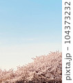 桜と青空 104373232