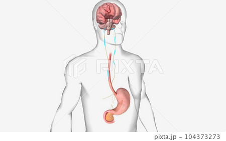 Healthy Gut and Brain Axis 104373273