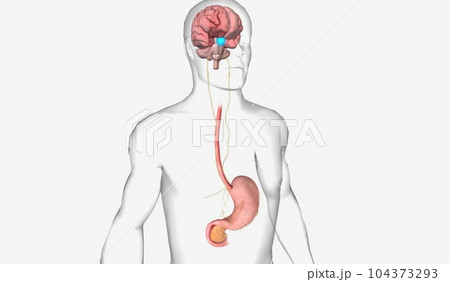 Healthy Gut and Brain Axis Healthy Gut and Brain Axis 104373293