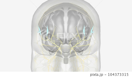 Electrical stimulation of ophthalmic nerve branches 104373315