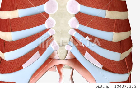 The main muscles of the thoracic wall include the intercostals a The main muscles of the thoracic wall include the intercostals a 104373335