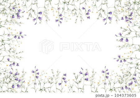 Frame of meadow, forest flowers. Campanula patula, little bell, bluebell, rapunzel. Rabelera holostea, stellaria.Watercolor hand painting illustration on isolate white background. 104373605