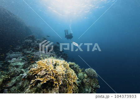 Free diver swimming into the deepness with corals. 104373933