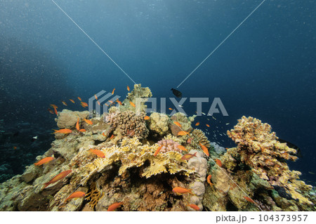Beautiful tropical coral reef with shoal or colored coral fish. Beautiful tropical coral reef with shoal or colored coral fish. 104373957