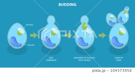 3D Isometric Flat Vector Conceptual Illustration of Budding Process 104373958