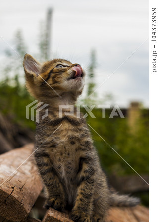 Kitten licks itself in nature Kitten licks itself in nature 104373959