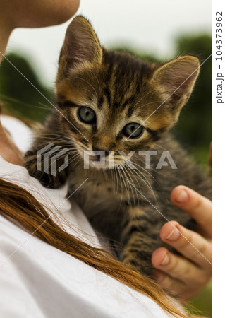 Human is holding a small kitten 104373962