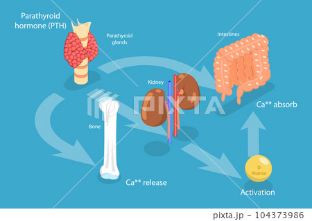 3D Isometric Flat Vector Conceptual Illustration of Parathyroid Hormone And Calcium Metabolism 3D Isometric Flat Vector Conceptual Illustration of Parathyroid Hormone And Calcium Metabolism 104373986