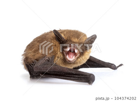 Pipistrellus pipistrellus in studio Pipistrellus pipistrellus in studio 104374202