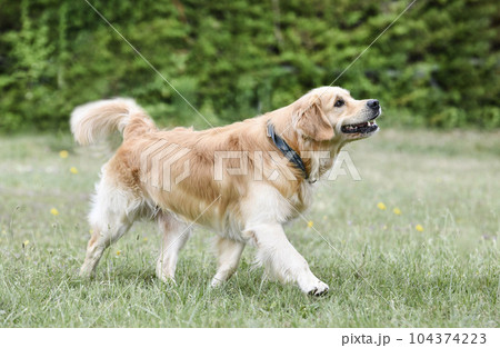 obedience training with a golden retriever 104374223