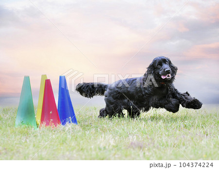 obedience training with a cocker 104374224