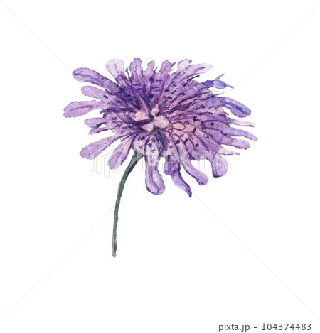 Beautiful watercolor illustration of korostavnik flower. High quality 104374483